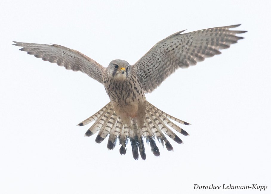 Turmfalke m