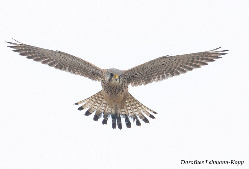Turmfalke m