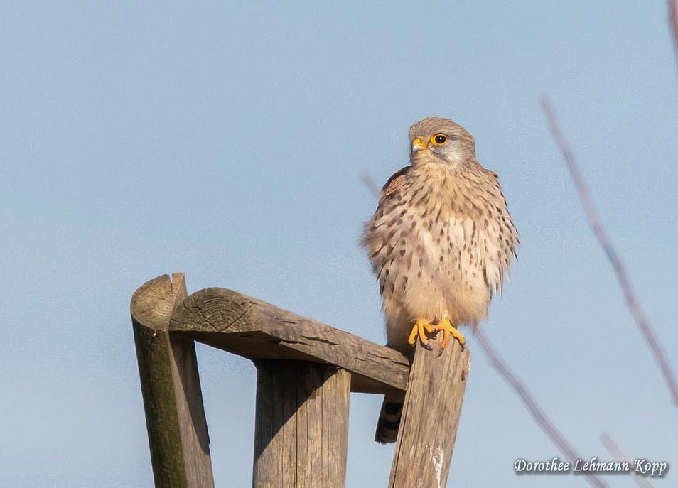 Turmfalke m 