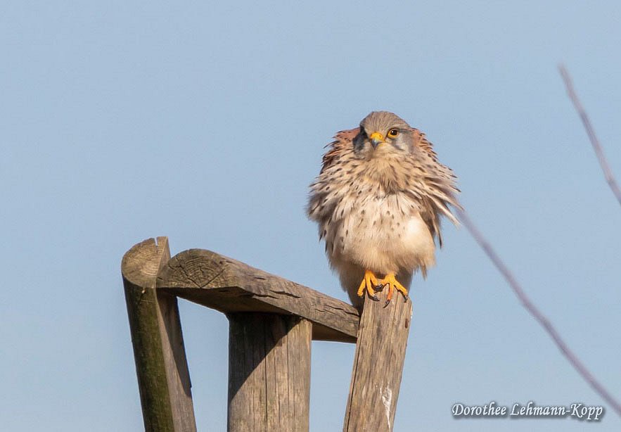 Turmfalke m 