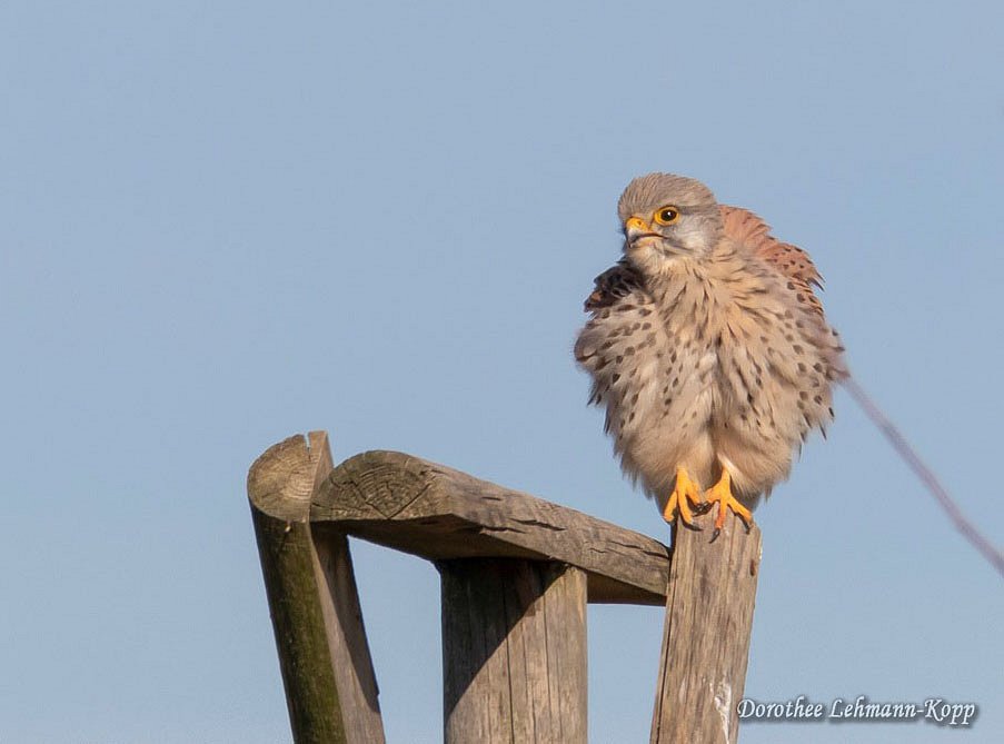 Turmfalke m 
