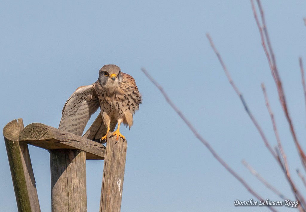 Turmfalke m 