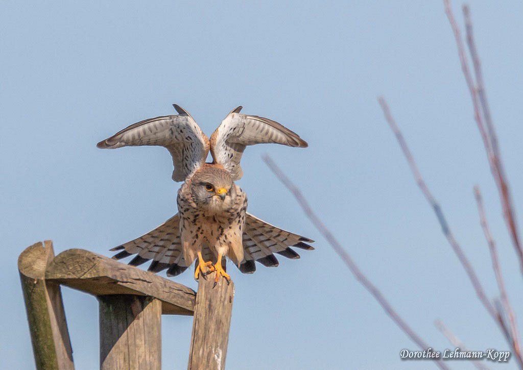 Turmfalke m 