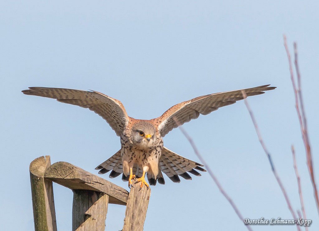 Turmfalke m 