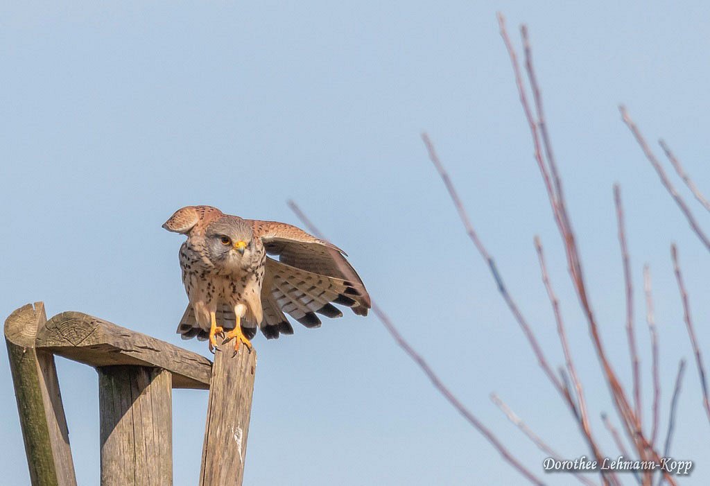 Turmfalke m 