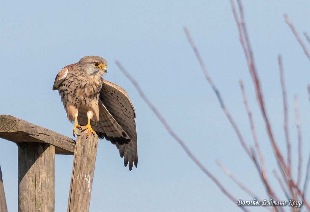 Turmfalke m 