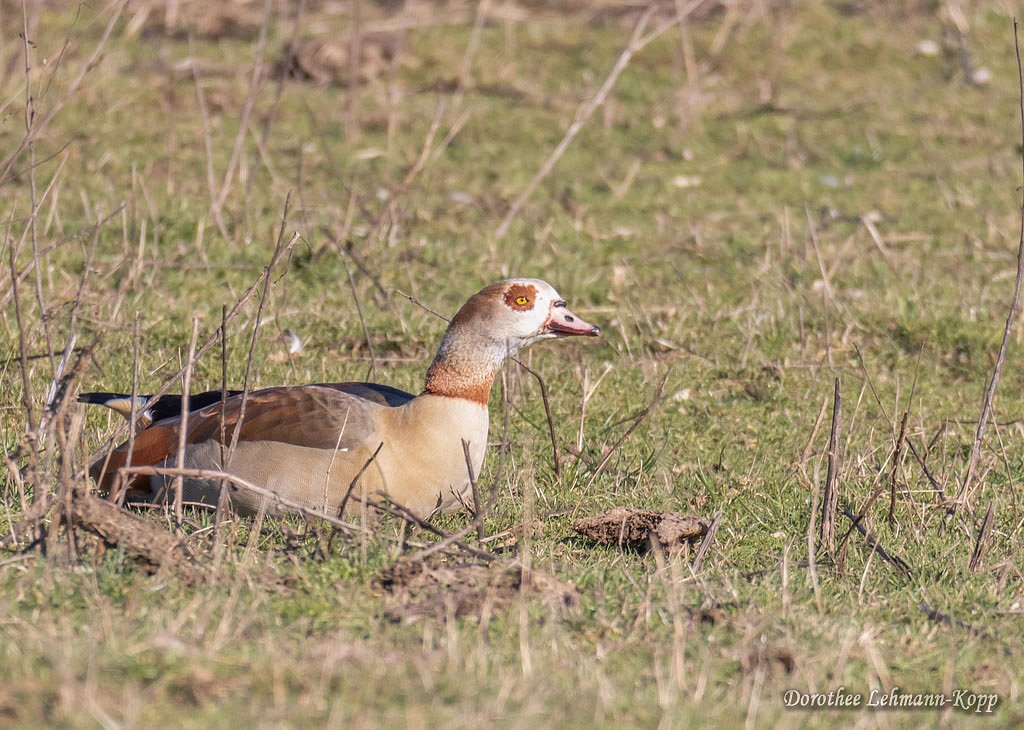 Nilgänse