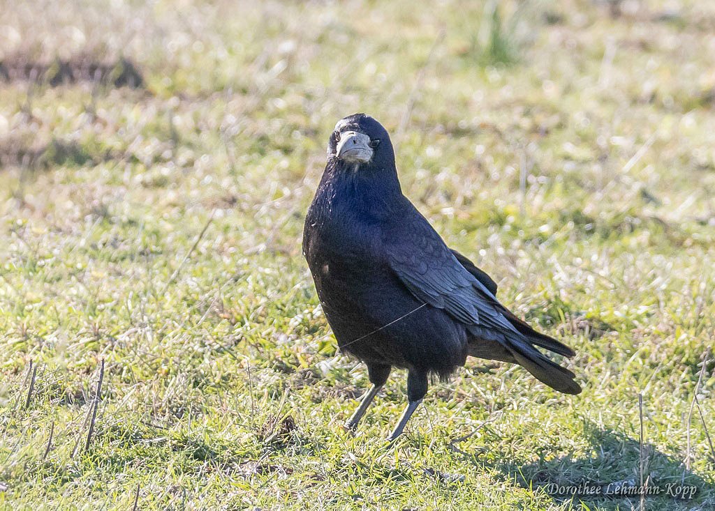 Corviden