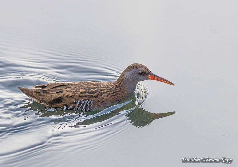 Rallen adult
