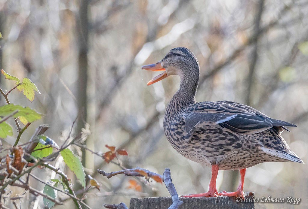 Stockente