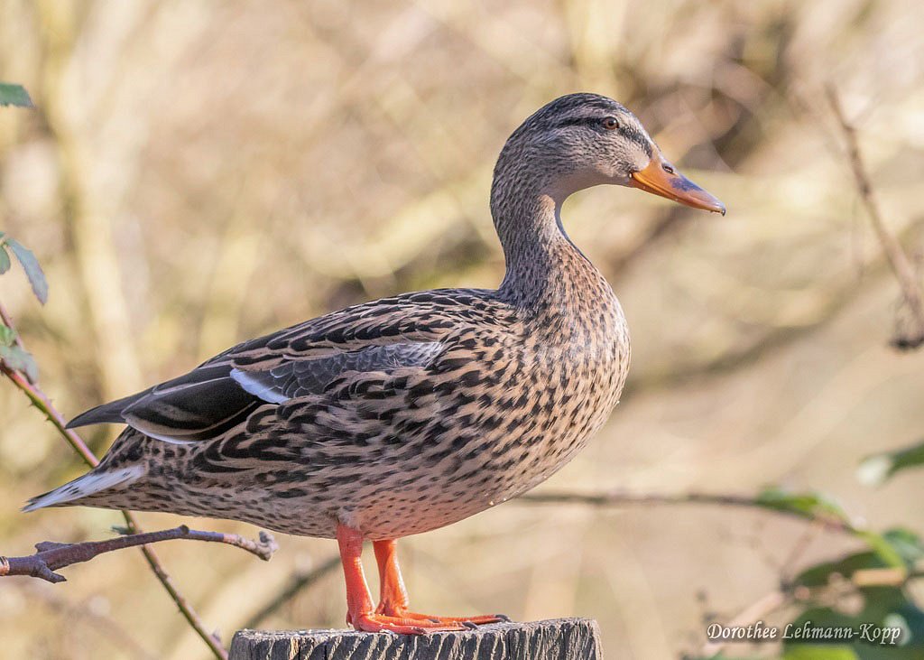 Stockente