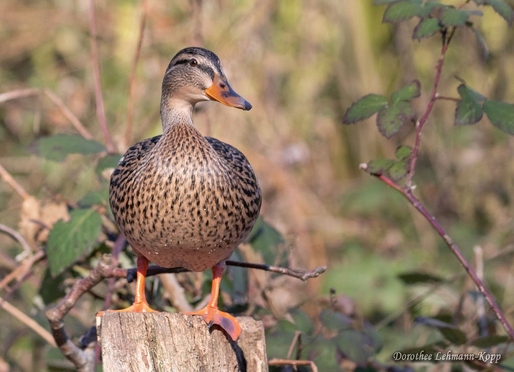Stockente