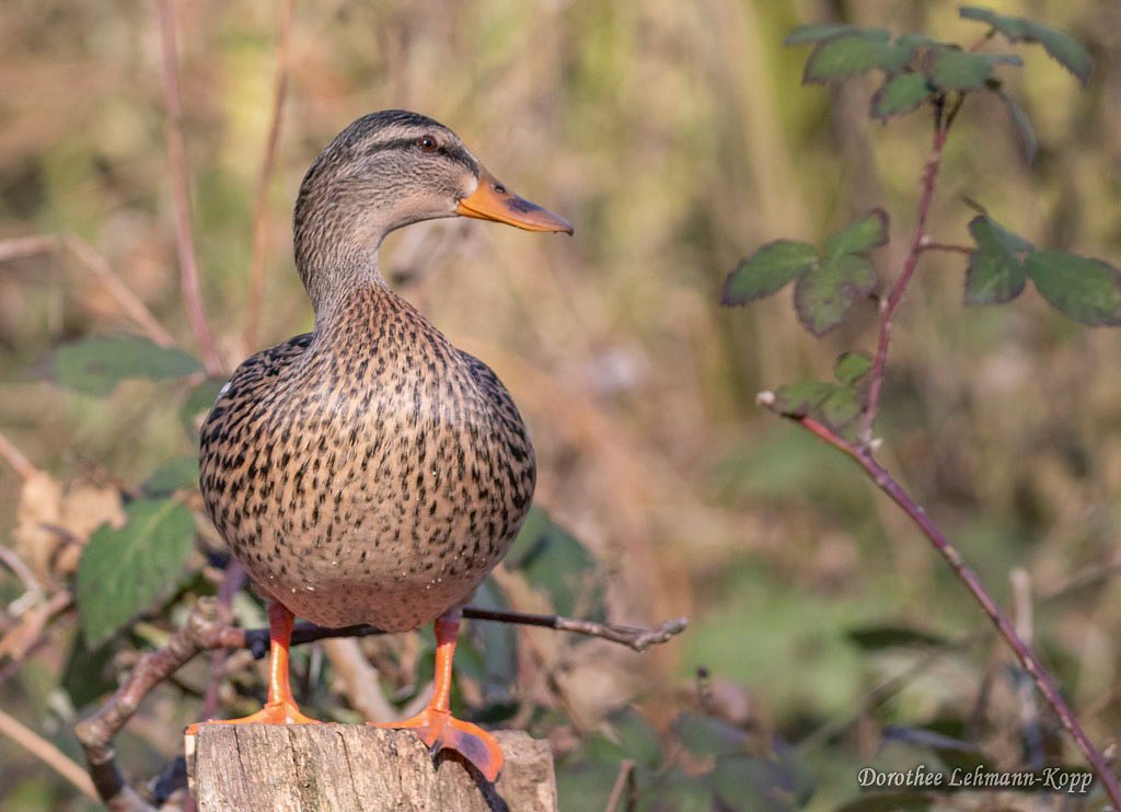 Stockente