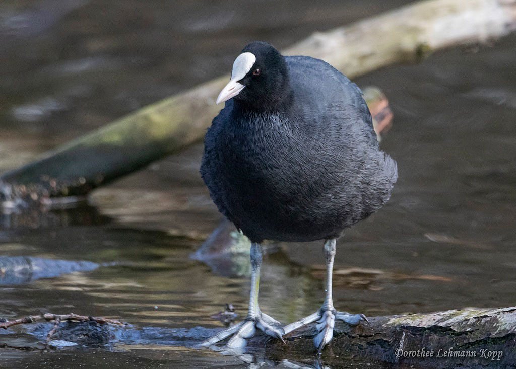 Rallen adult