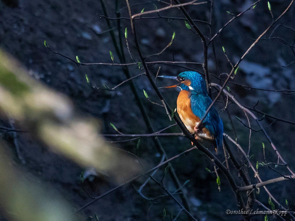 Eisvogel w 