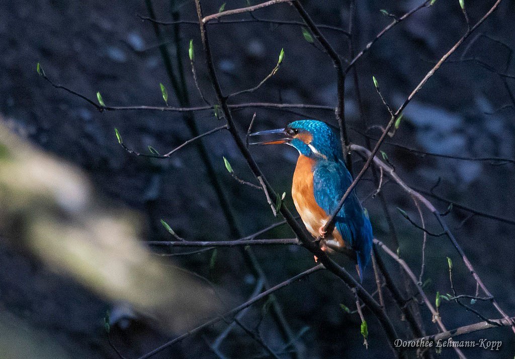 Eisvogel w