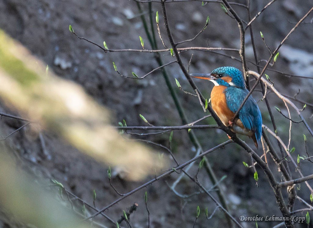 Eisvogel