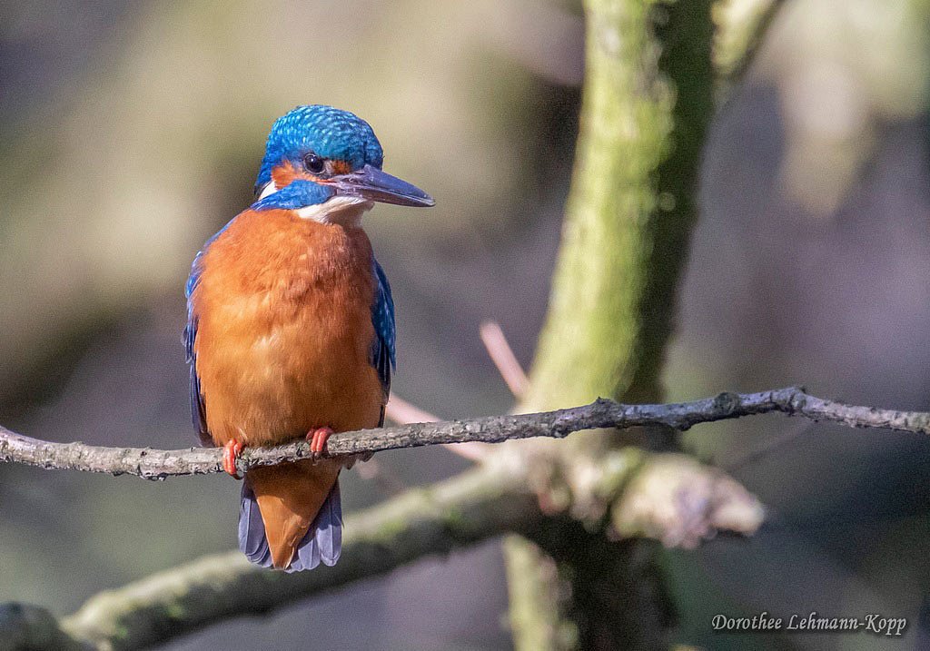 Eisvogel