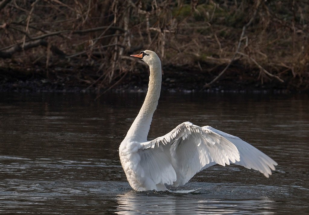 Hoeckerschwan