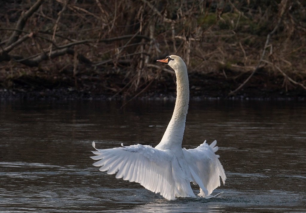 Hoeckerschwan