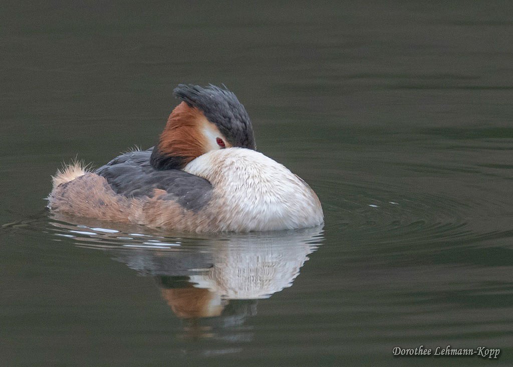 Haubentaucher