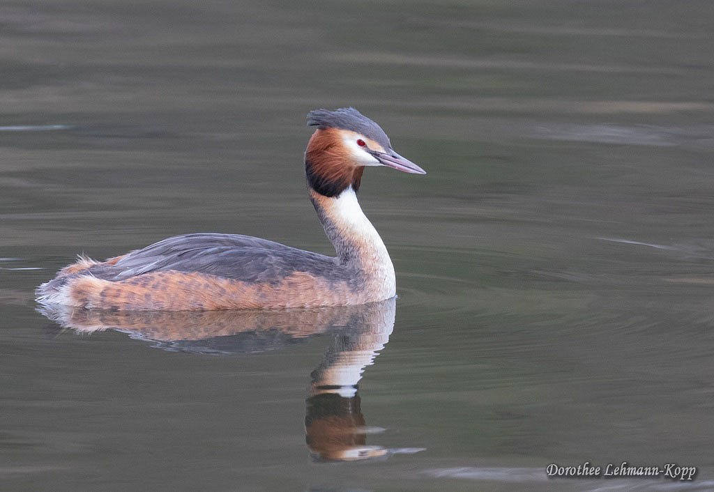 Haubentaucher adult
