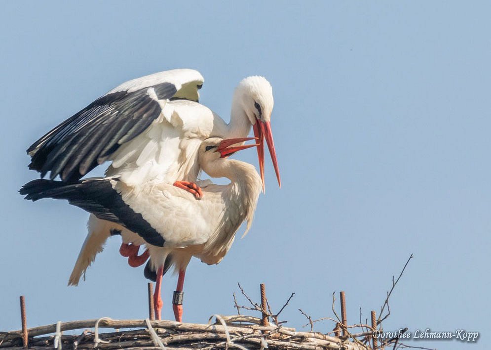 Weissstorch