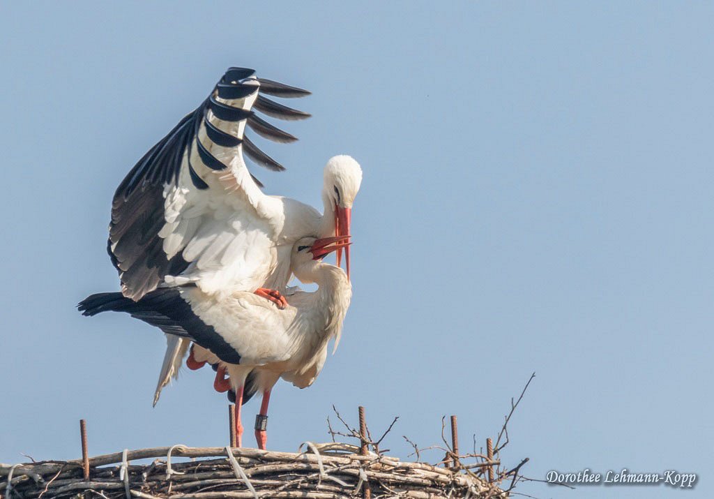 Weissstorch