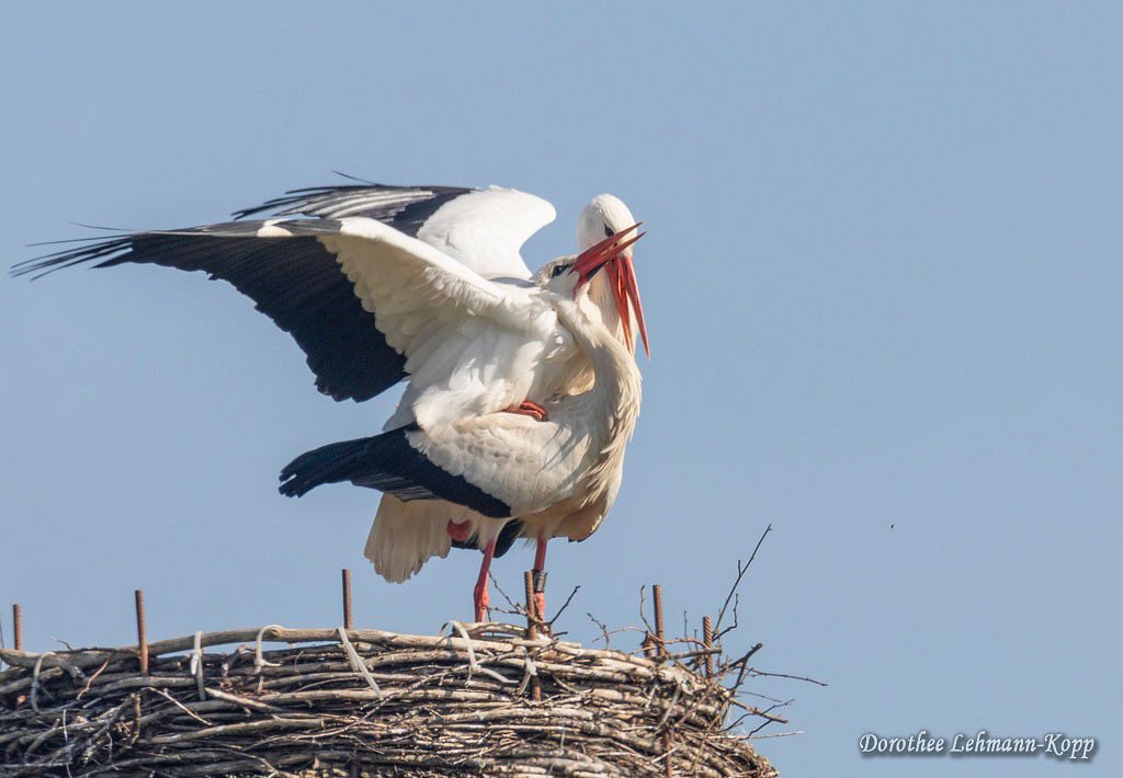 Weissstorch