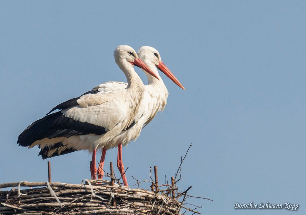 Weissstorch