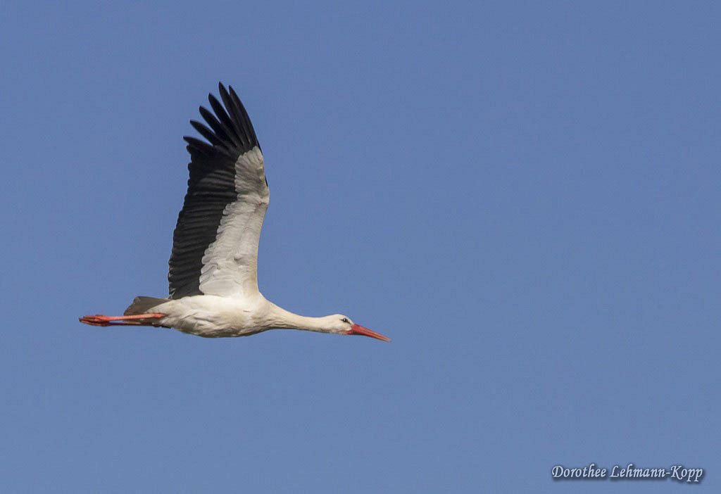 Weissstorch