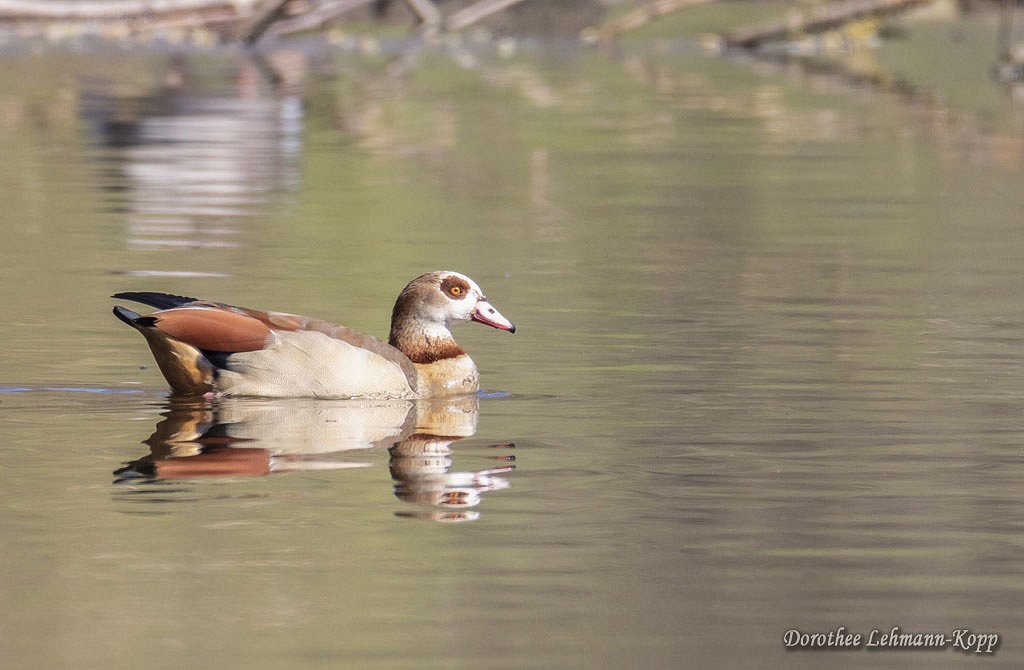 Nilgänse