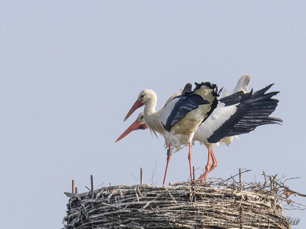 Weissstorch