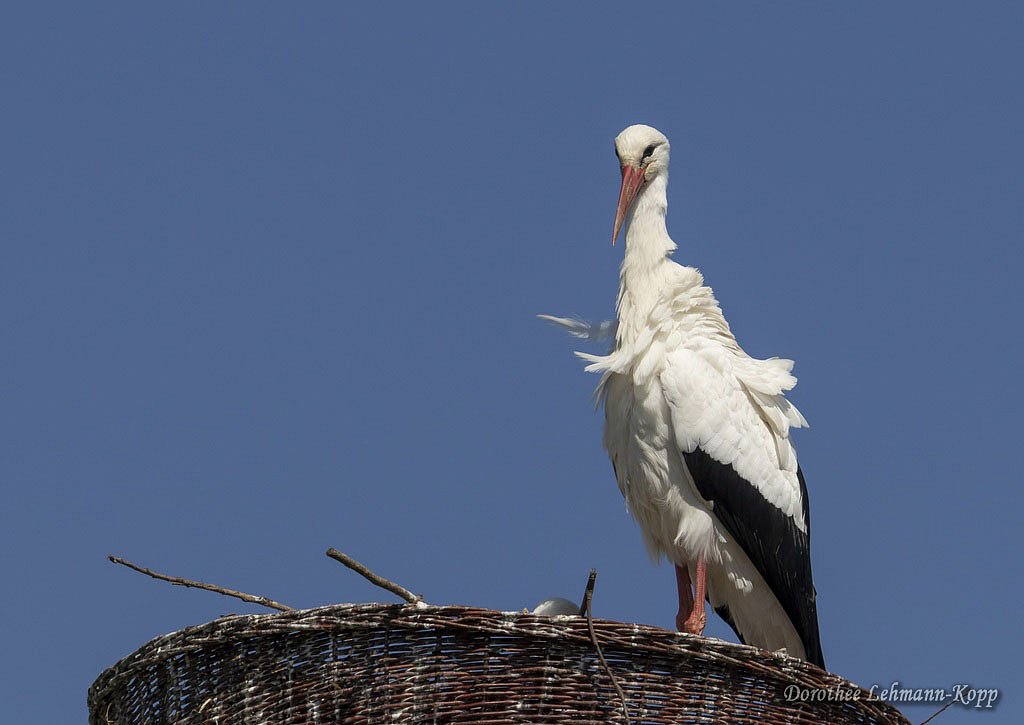 Weissstorch