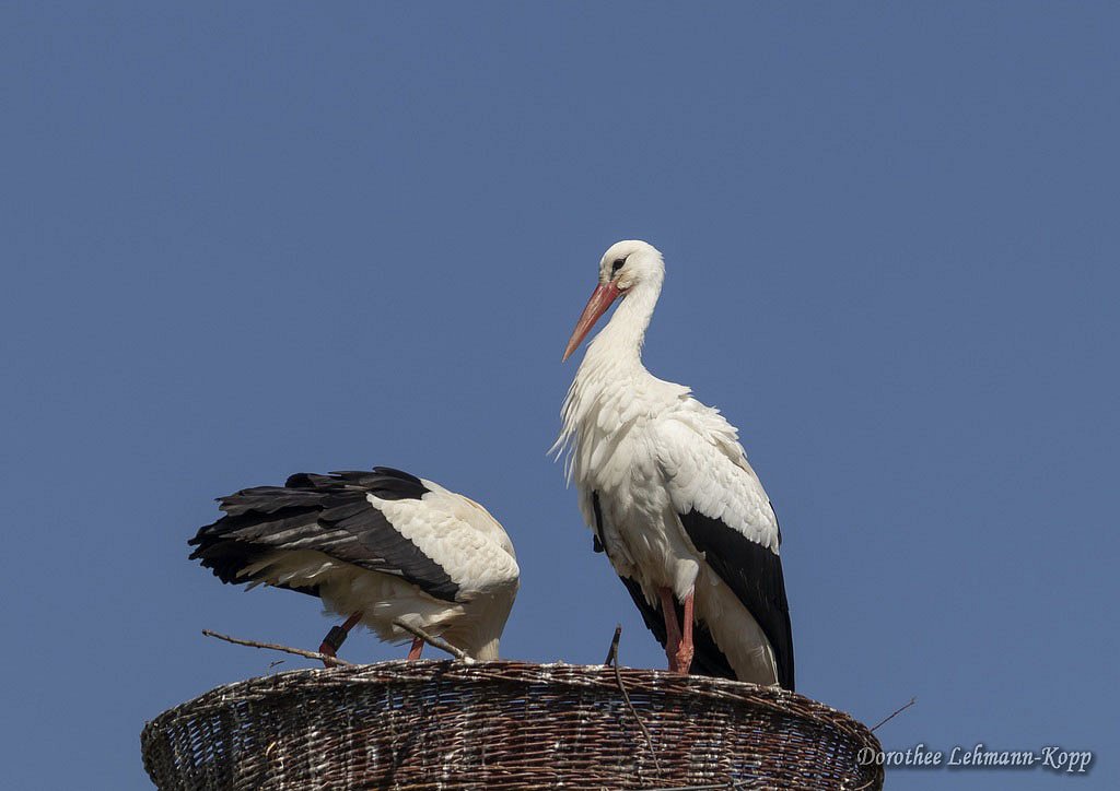 Weissstorch