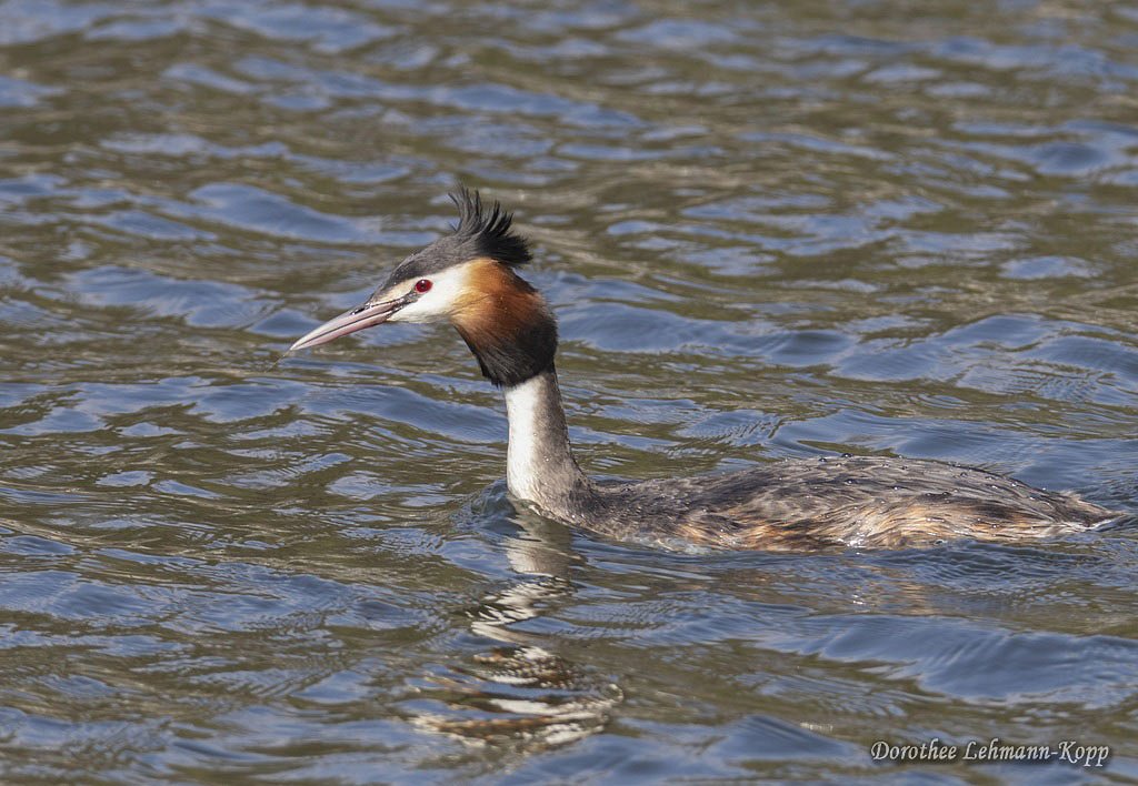 Haubentaucher adult