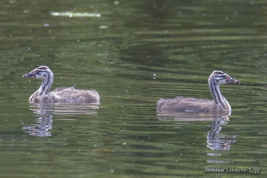 Scherrers / Kocks Loch, -MH