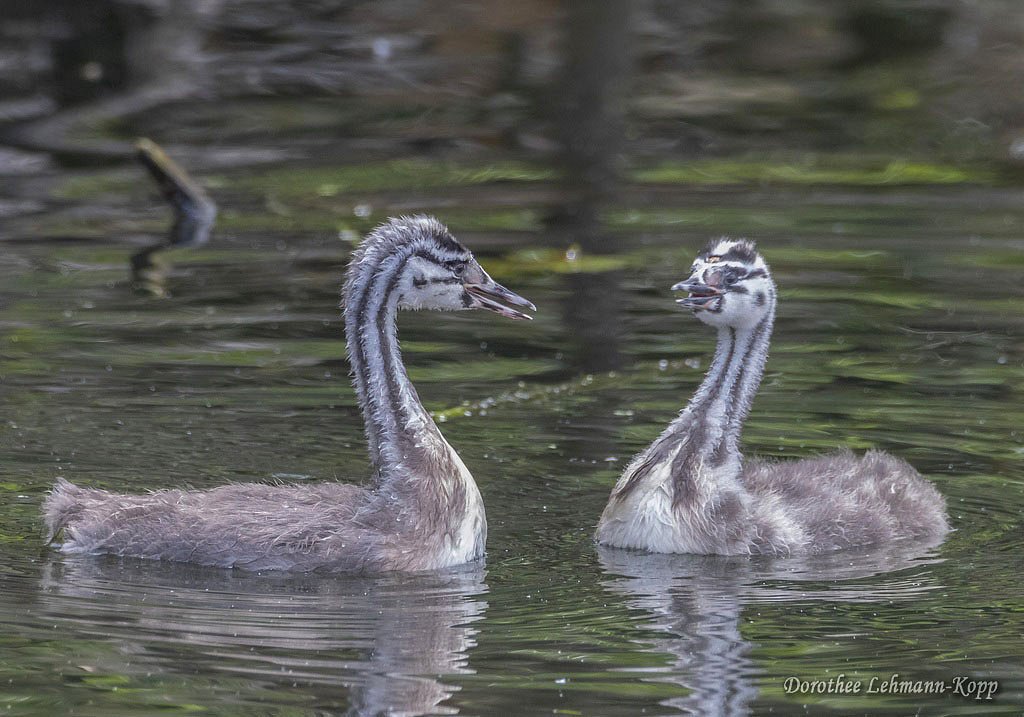 Scherrers / Kocks Loch, -MH