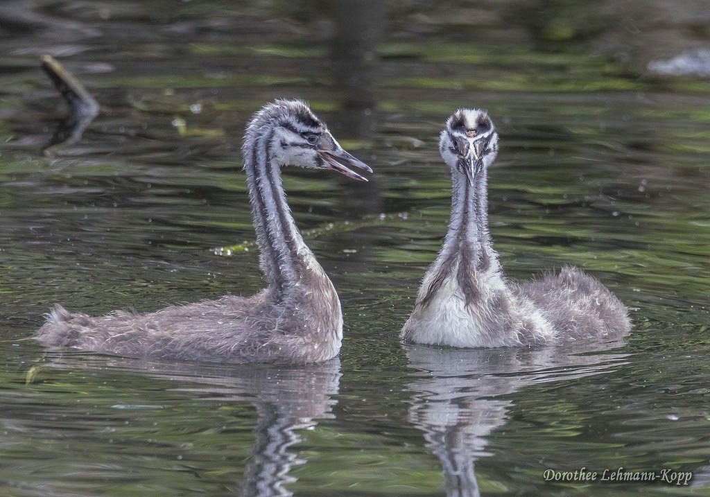 Scherrers / Kocks Loch, -MH