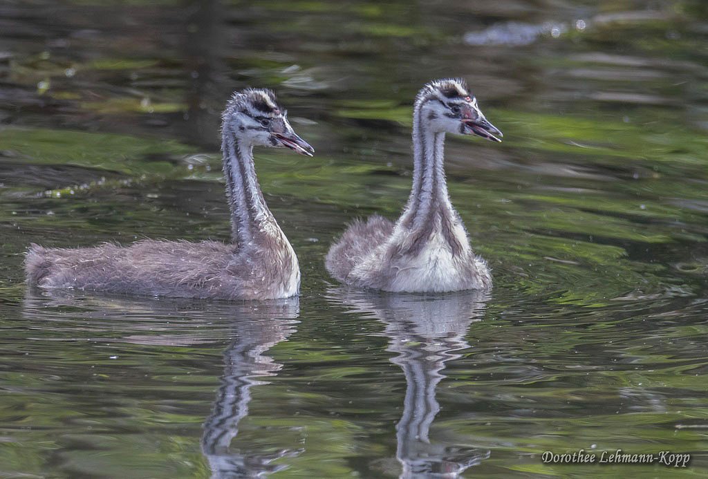 Scherrers / Kocks Loch, -MH