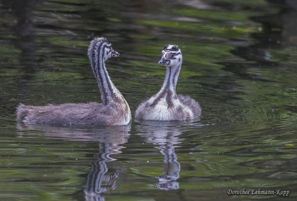 Scherrers / Kocks Loch, -MH