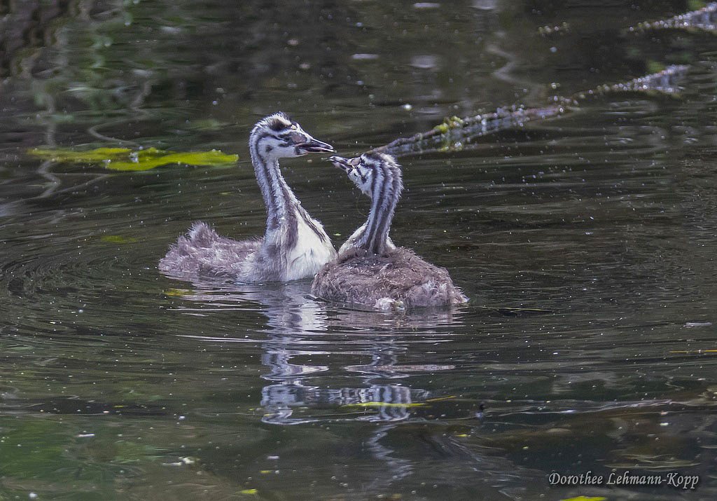 Scherrers / Kocks Loch, -MH