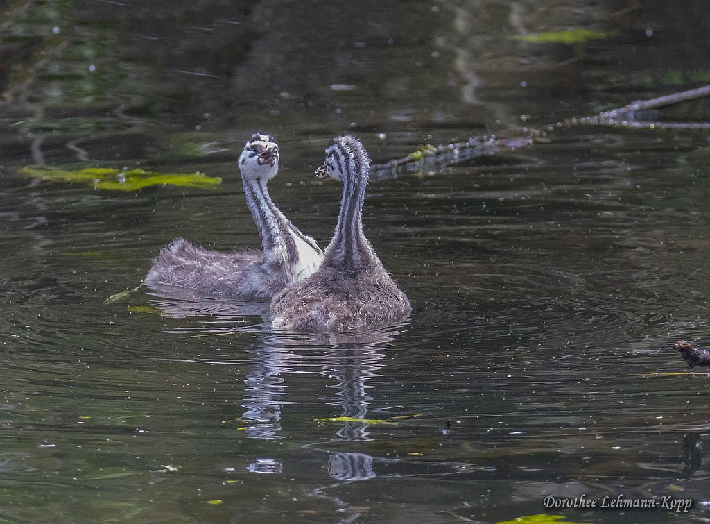 Scherrers / Kocks Loch, -MH