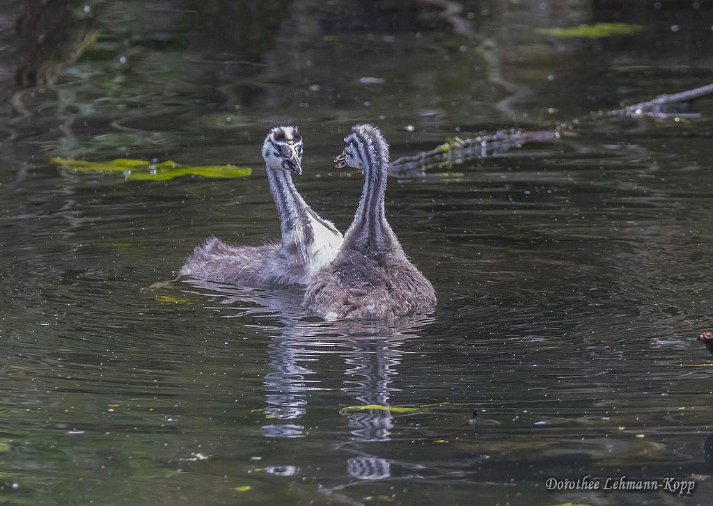 Scherrers / Kocks Loch, -MH