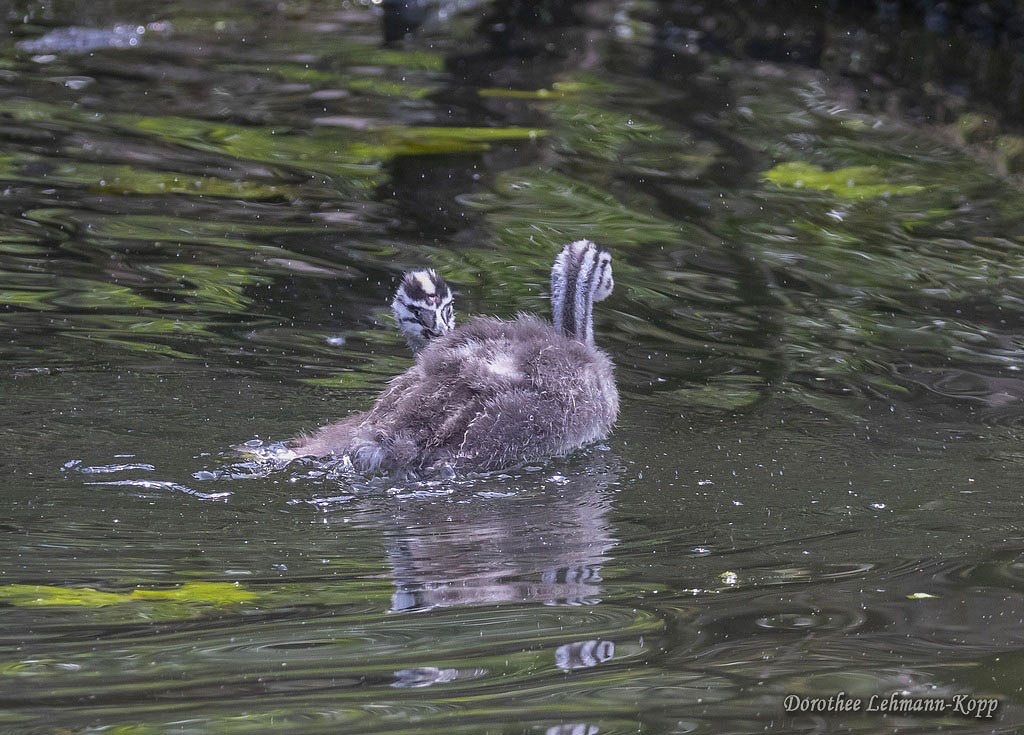 Scherrers / Kocks Loch, -MH
