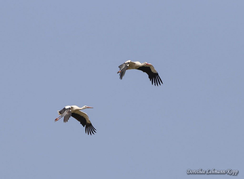 Weissstorch