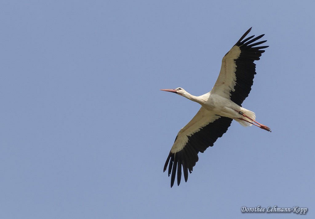 Weissstorch