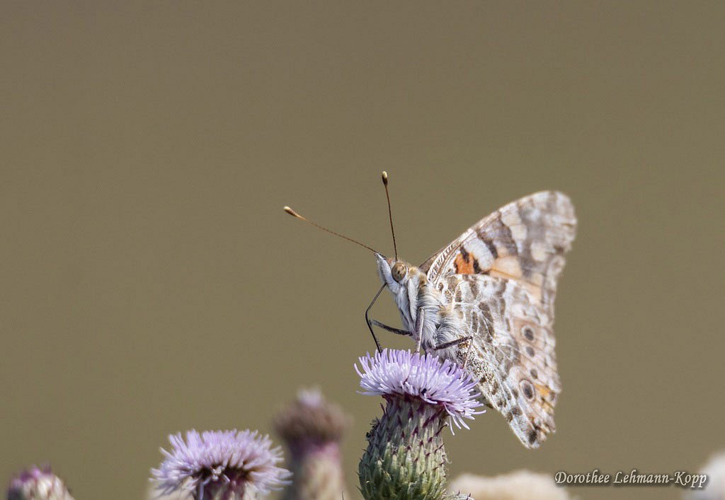 Schmetterling