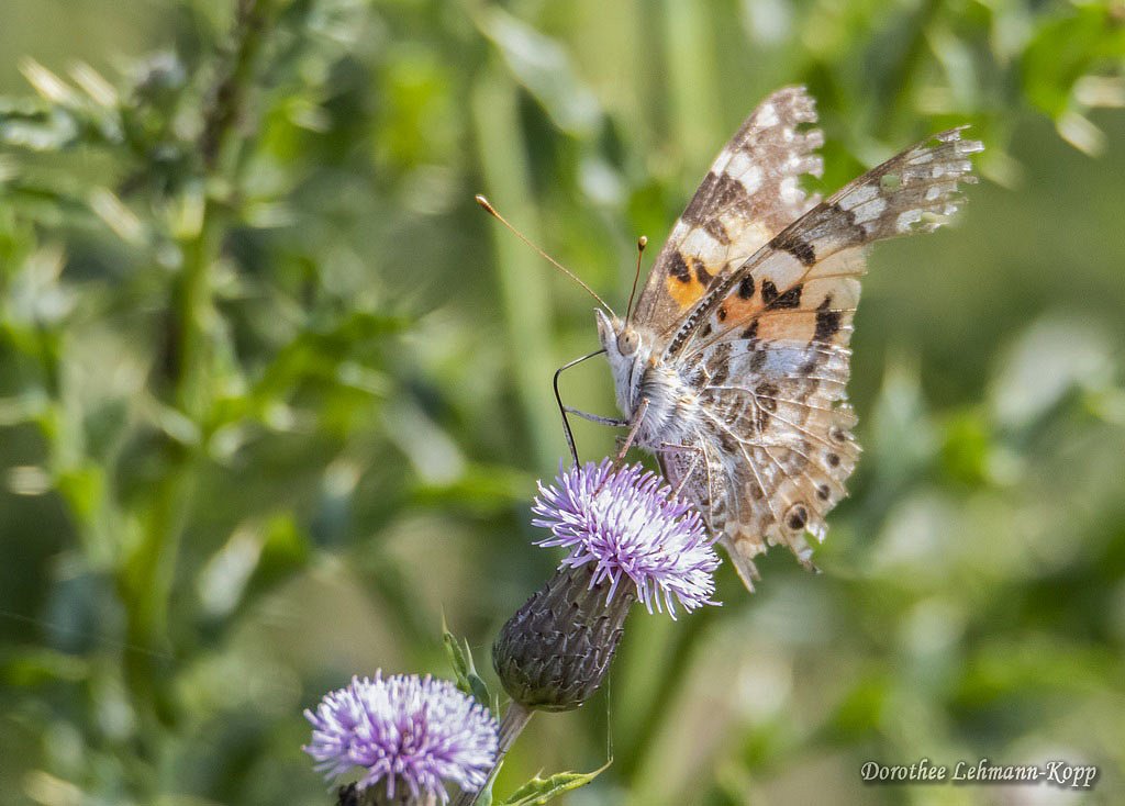 Schmetterling