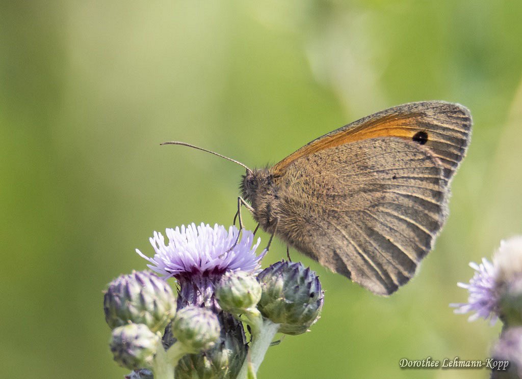 Schmetterling